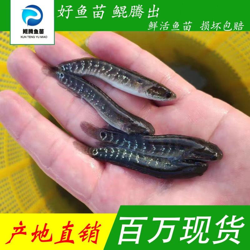 优选七星鱼苗产地直销现货直发欢迎订购全国可售