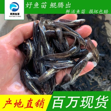 南方大口鲶鱼苗人工养殖产地直发全国可售