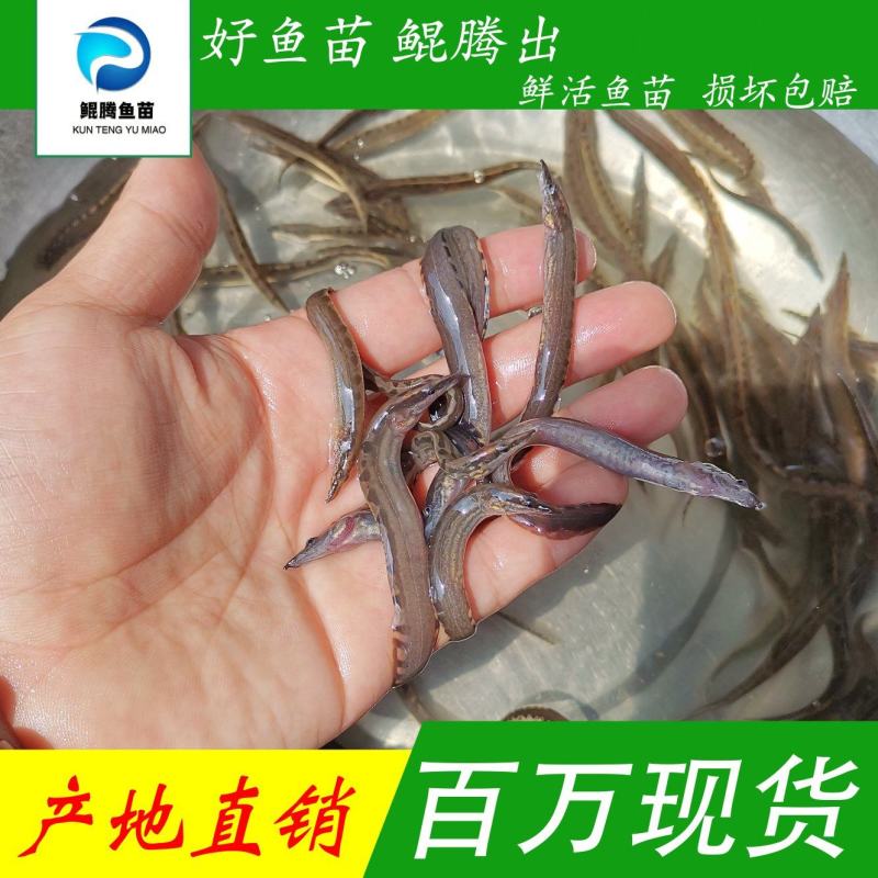 优选刺鳅鱼苗产地直销直供，刀鳅苗全国可售