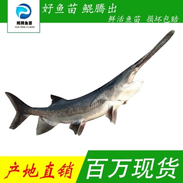 优选鸭嘴鱼苗产地直销直供技术指导驯化鱼苗