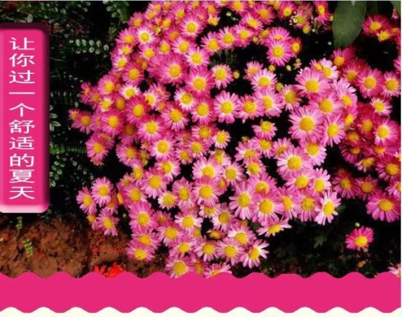 除虫菊种子，耐寒热花种籽室内阳台驱蚊草花卉种孑种植四季播