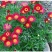 除虫菊种子，耐寒热花种籽室内阳台驱蚊草花卉种孑种植四季播