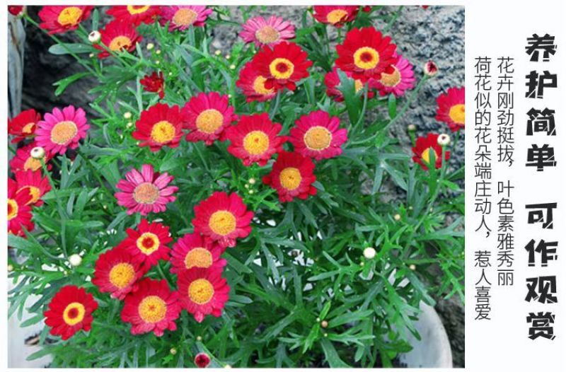除虫菊种子，耐寒热花种籽室内阳台驱蚊草花卉种孑种植四季播