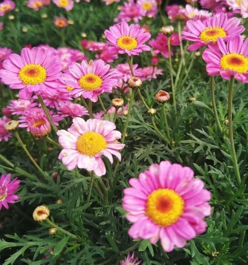 除虫菊种子，耐寒热花种籽室内阳台驱蚊草花卉种孑种植四季播