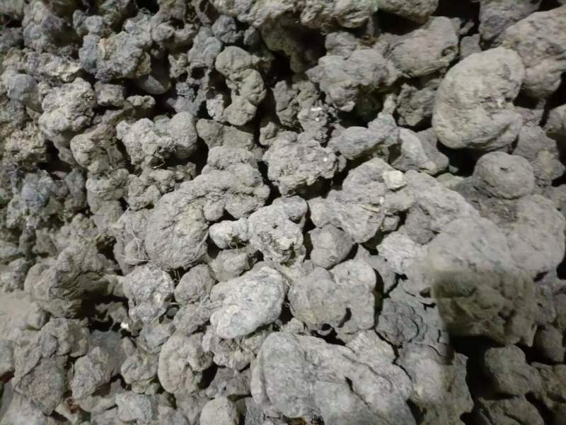 秦岭深山优选猪苓