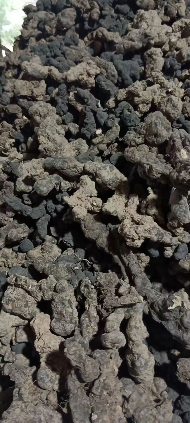 秦岭深山优选猪苓