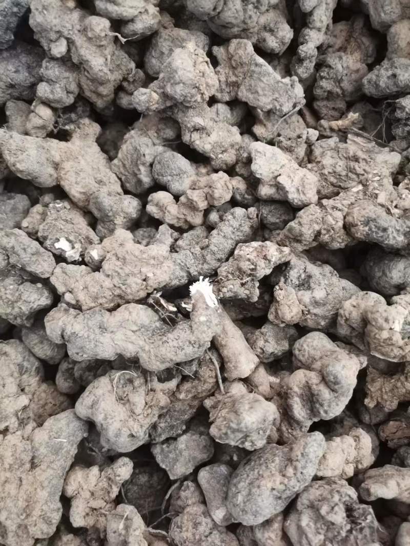 秦岭深山优选猪苓