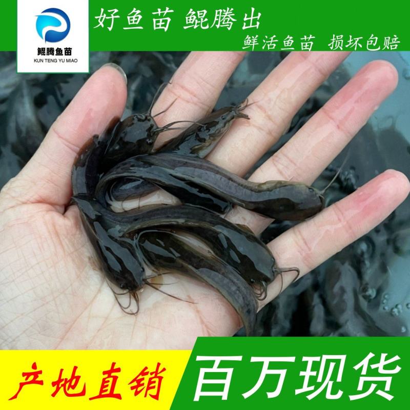 优选埃及鲶鱼苗产地直销直供全国可售技术指导
