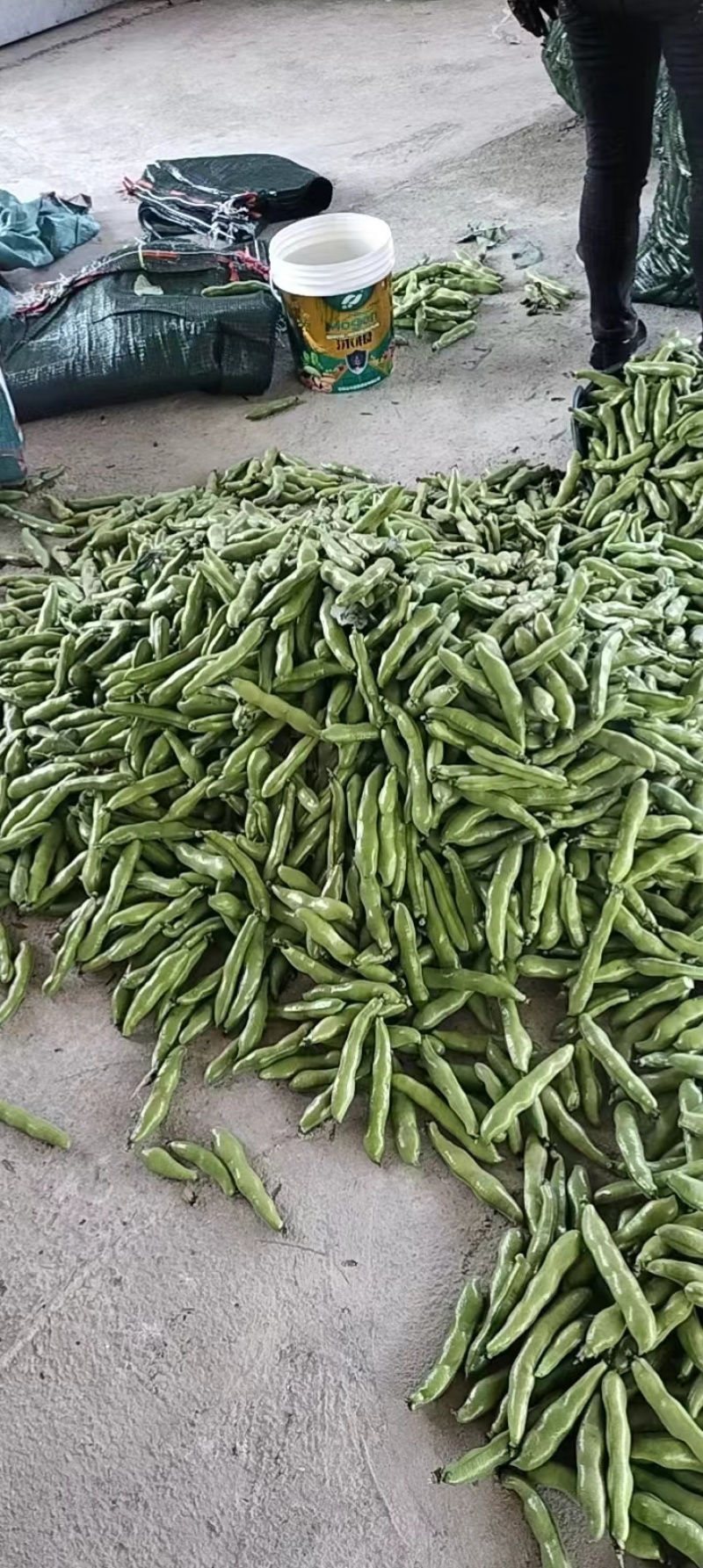 【实力精品蚕豆一手货源产地直发可供商超市场批