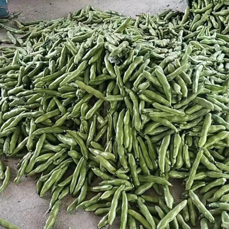 精品新鲜蚕豆大白皮蚕豆质量保障量大从优全国可发货