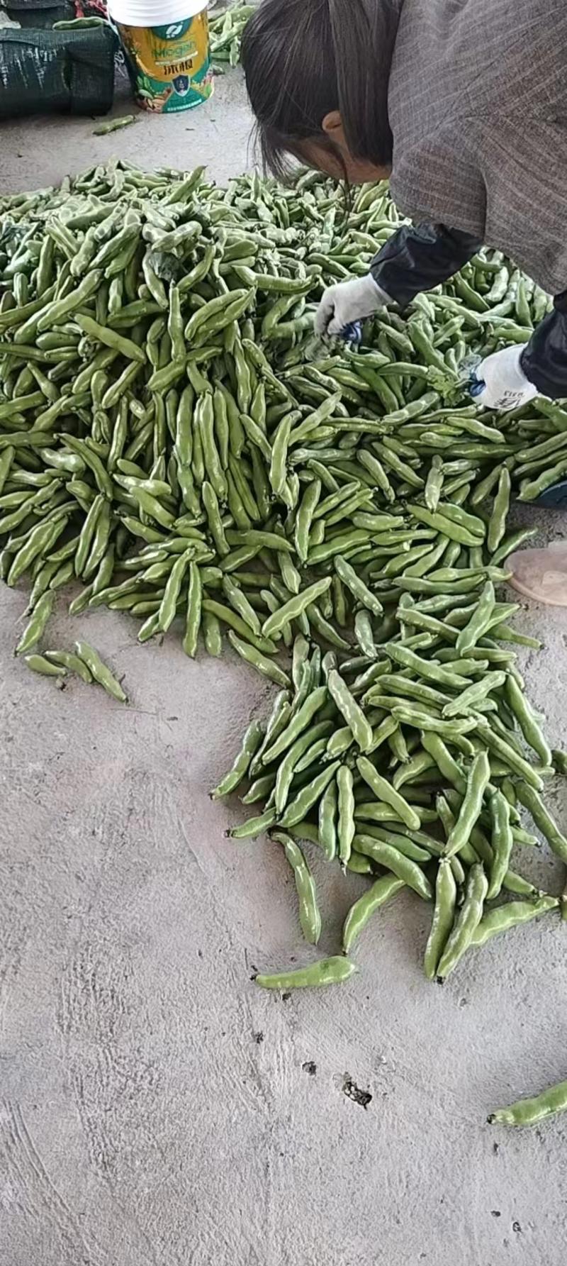 精品新鲜蚕豆绿蚕豆质量保障量大从优全国可发货