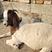 纯种波尔山羊羊羔怀孕头胎母羊二胎怀孕母羊