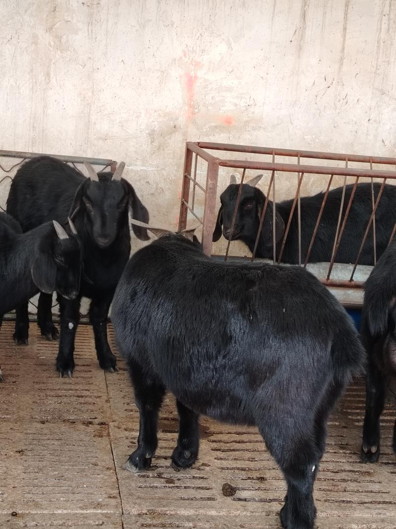 努比亚黑山羊羊羔努比亚黑山羊头胎怀孕黑山羊纯种努比亚黑山