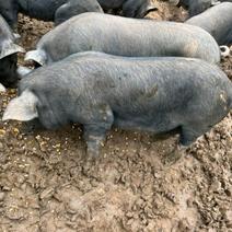 生态散养土黑猪（养殖周期一年以上，肉质鲜嫩保证）