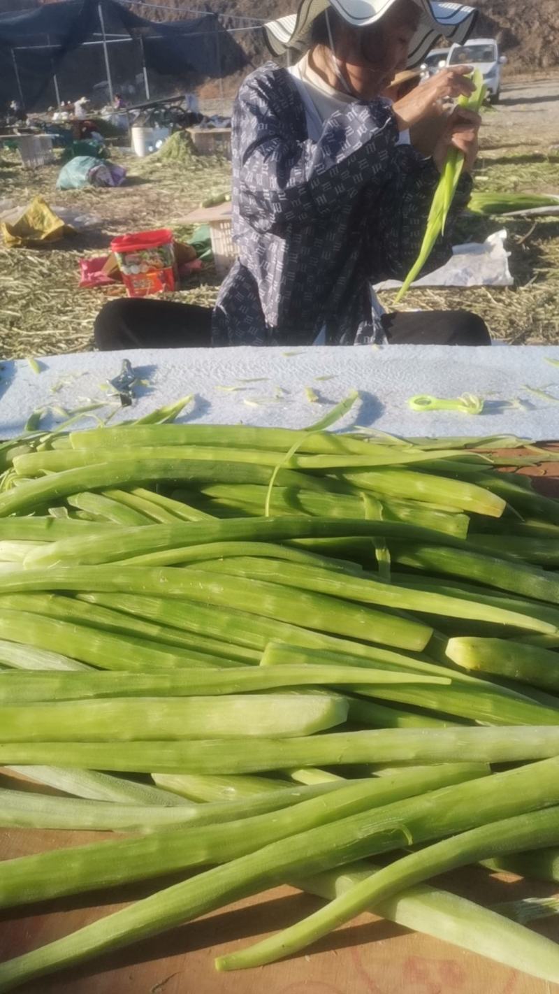 云南贡菜加工直销