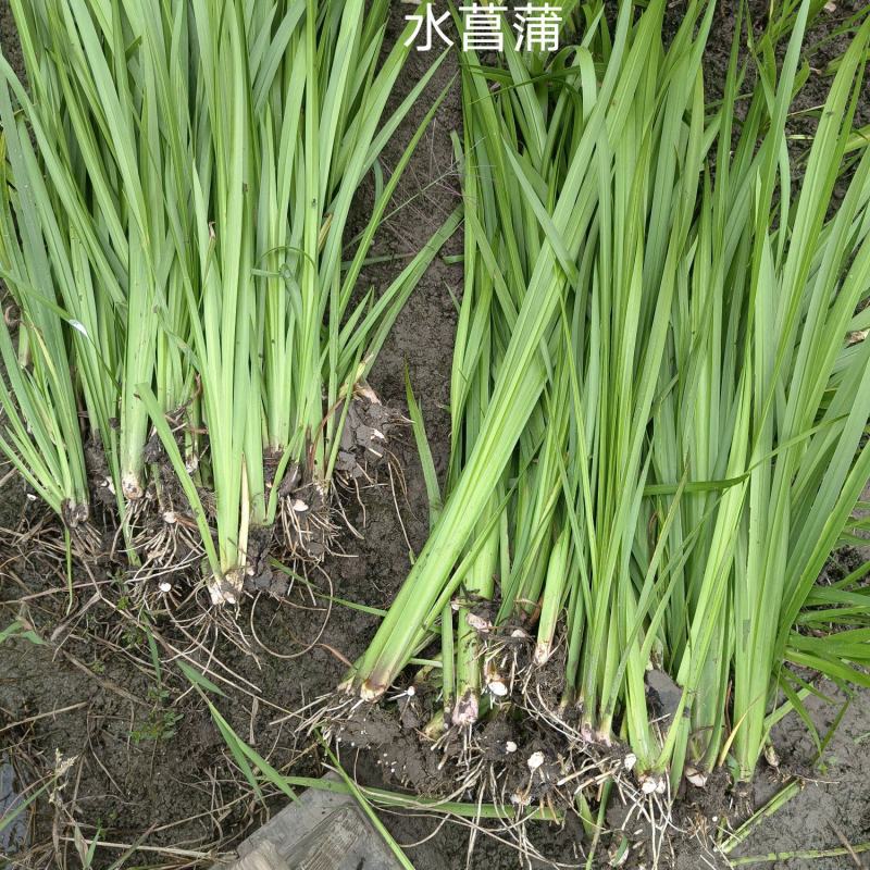 水菖蒲，基地农户价大量供应，欢迎大量采购。