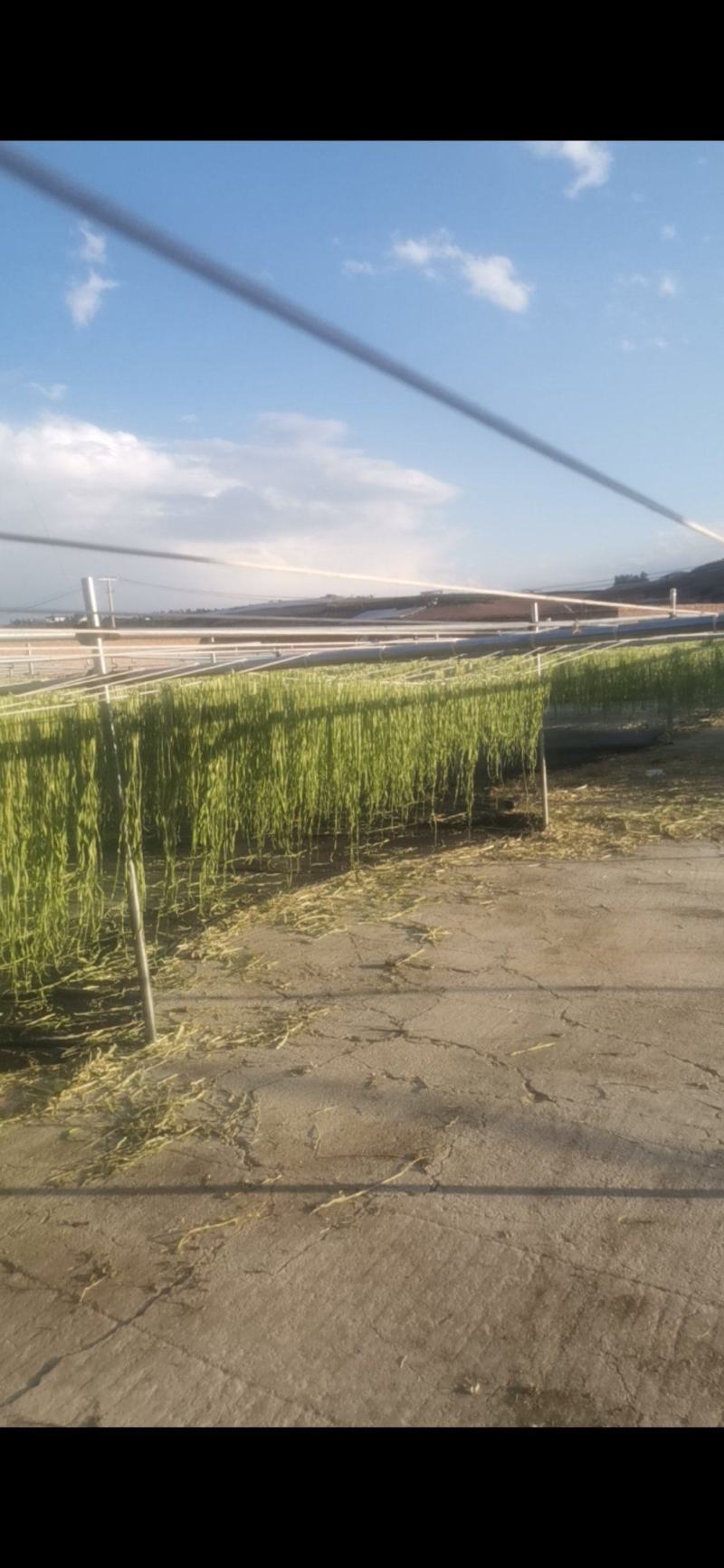 云南贡菜加工直销