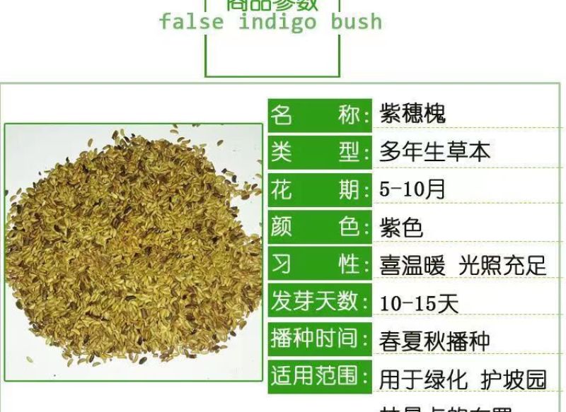 紫穗槐种子，护坡工程专用灌木种子多年生四季棉槐紫翠槐蜜源