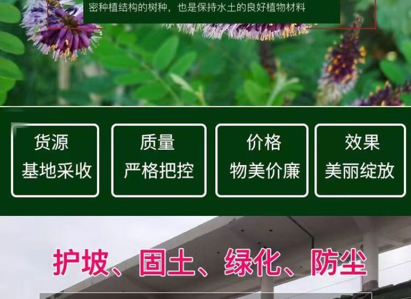 紫穗槐种子，护坡工程专用灌木种子多年生四季棉槐紫翠槐蜜源