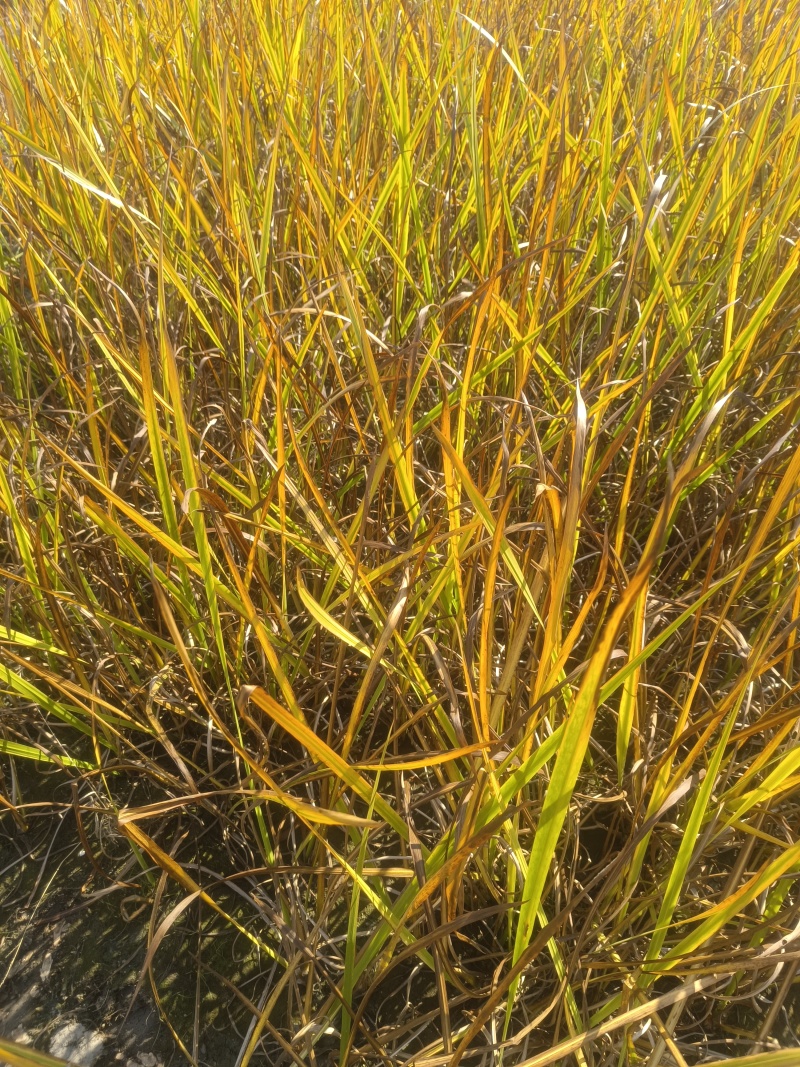 水菖蒲，基地农户价大量供应，欢迎大量采购。