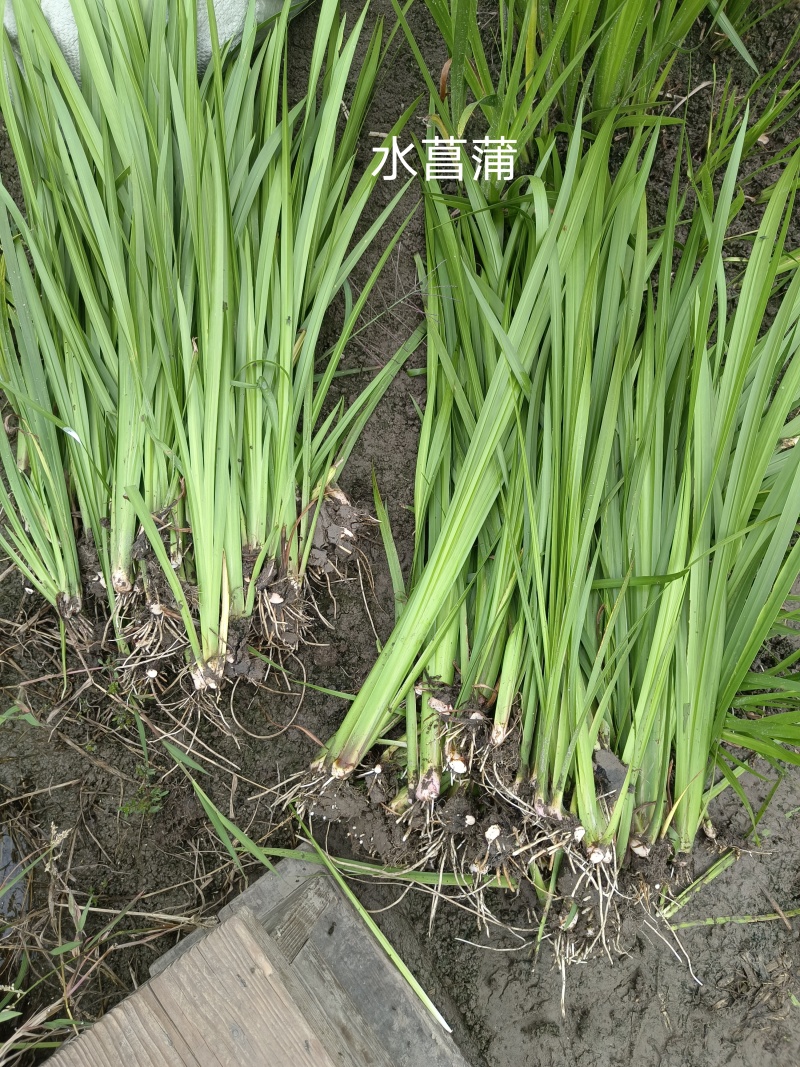 水菖蒲，基地农户价大量供应，欢迎大量采购。