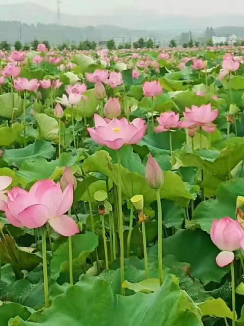 【推荐】江西莲藕培植太空36号莲子苗品质保证技术指导