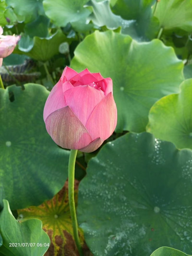 【推荐】江西莲藕培植太空36号莲子苗品质保证技术指导
