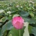 【推荐】江西莲藕培植太空36号莲子苗品质保证技术指导