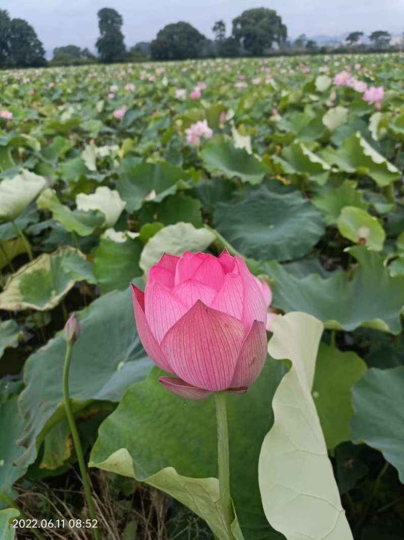 【推荐】江西莲藕培植太空36号莲子苗品质保证技术指导