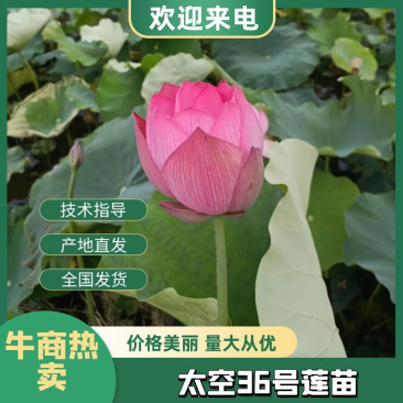 【荷花苗】江西荷花苗培植太空36号品质保证技术指导