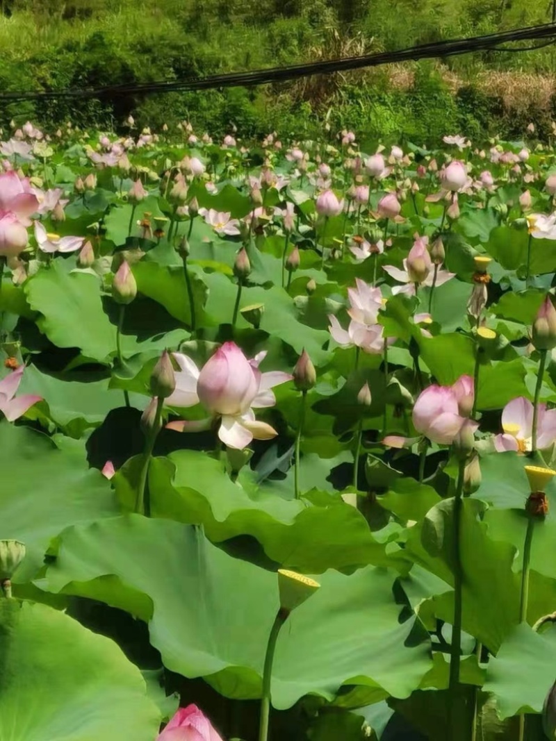 【荷花苗】江西荷花苗培植太空36号品质保证技术指导