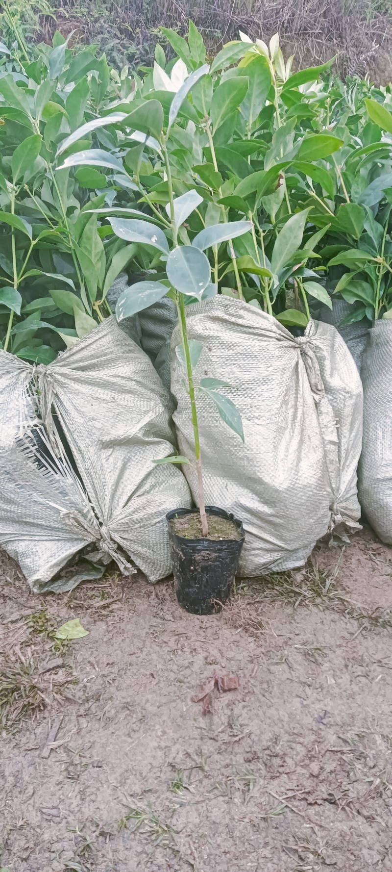 八角直生小杯苗，高30-60厘米，欢迎老板前来下单