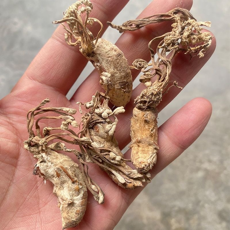 金蝉花保庆药业实拍带花金蝉花现货