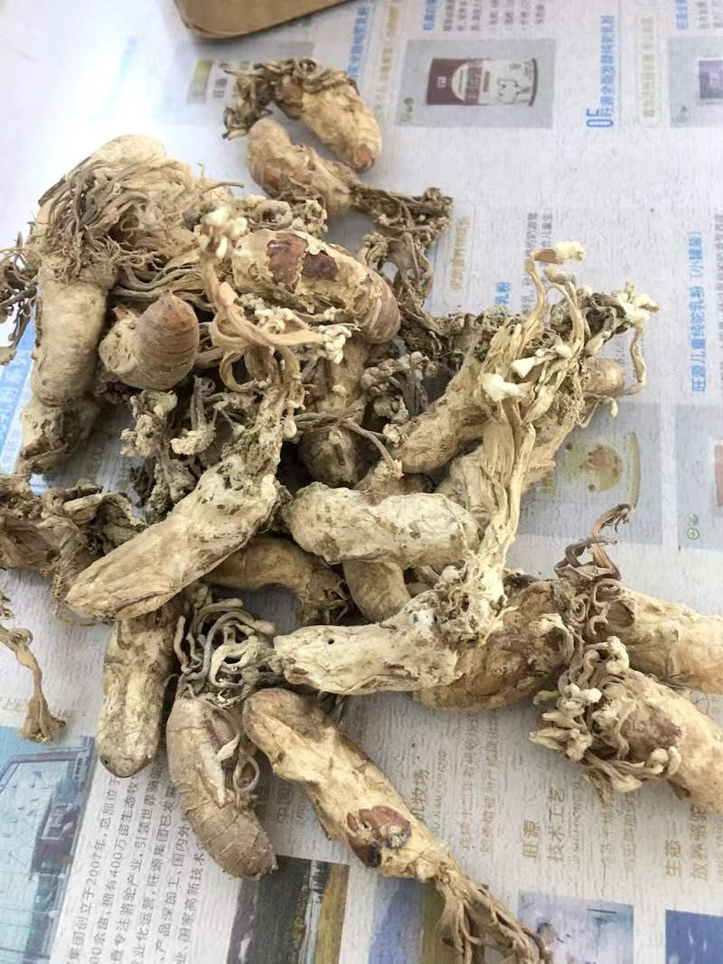 金蝉花保庆药业实拍带花金蝉花现货