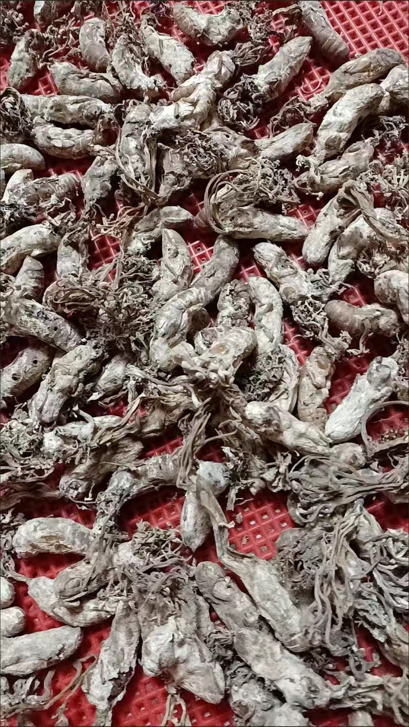 金蝉花保庆药业实拍带花金蝉花现货