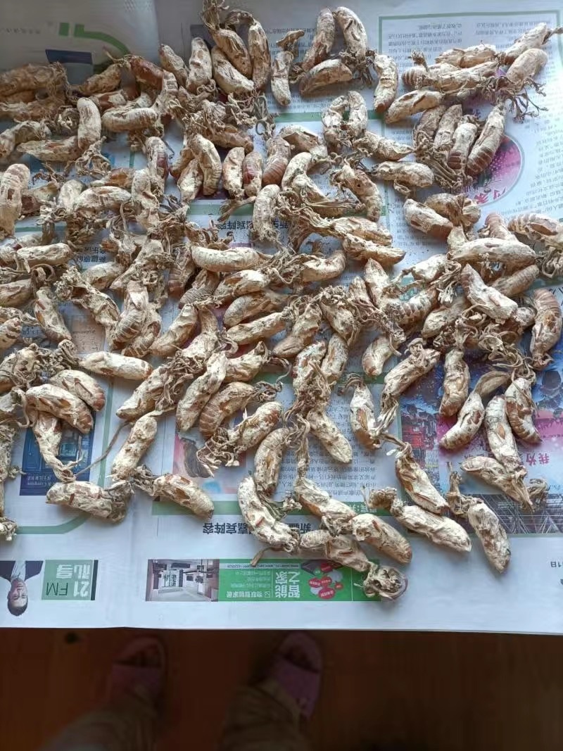金蝉花保庆药业实拍带花金蝉花现货
