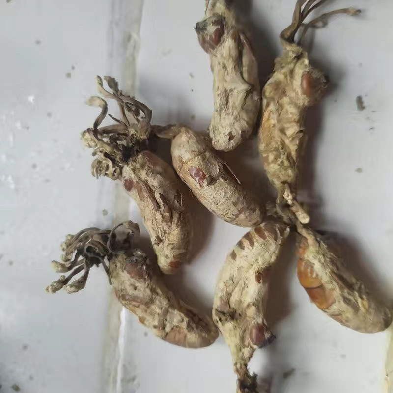金蝉花保庆药业实拍带花金蝉花现货