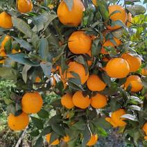 汉源县高山上的黄果柑大量上市了，欢迎老板订购