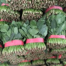 聊城蔬菜原产地精品菠菜大量供货中货源充足质量有保证