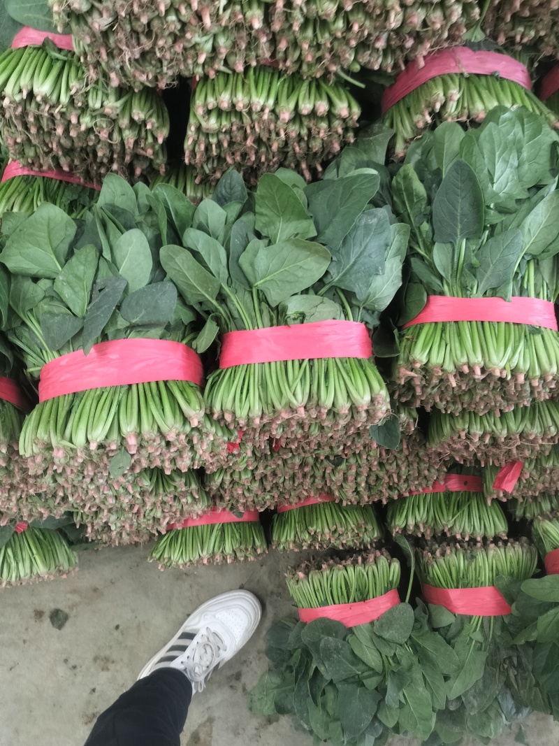 聊城蔬菜原产地精品菠菜大量供货中货源充足质量有保证