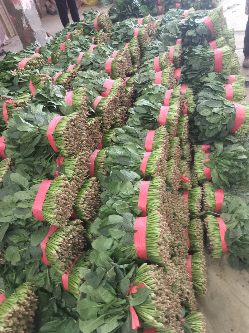 聊城蔬菜原产地精品菠菜大量供货中货源充足质量有保证