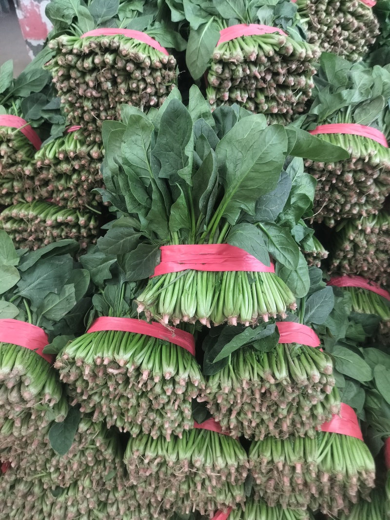 聊城蔬菜原产地精品菠菜大量供货中货源充足质量有保证
