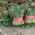 聊城蔬菜原产地精品菠菜大量供货中货源充足质量有保证