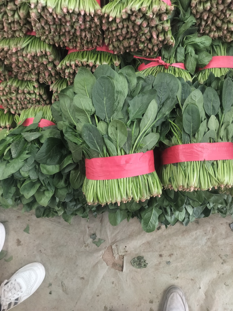 聊城蔬菜原产地精品菠菜大量供货中货源充足质量有保证
