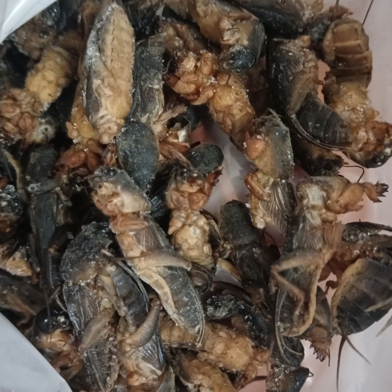 蝼蛄土狗蝼蛄土蝼蛄地狗拉拉狗