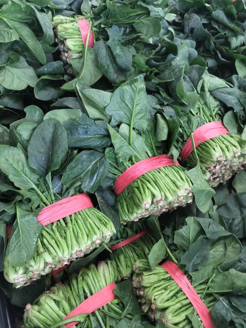 聊城蔬菜原产地精品菠菜大量供货中货源充足质量有保证