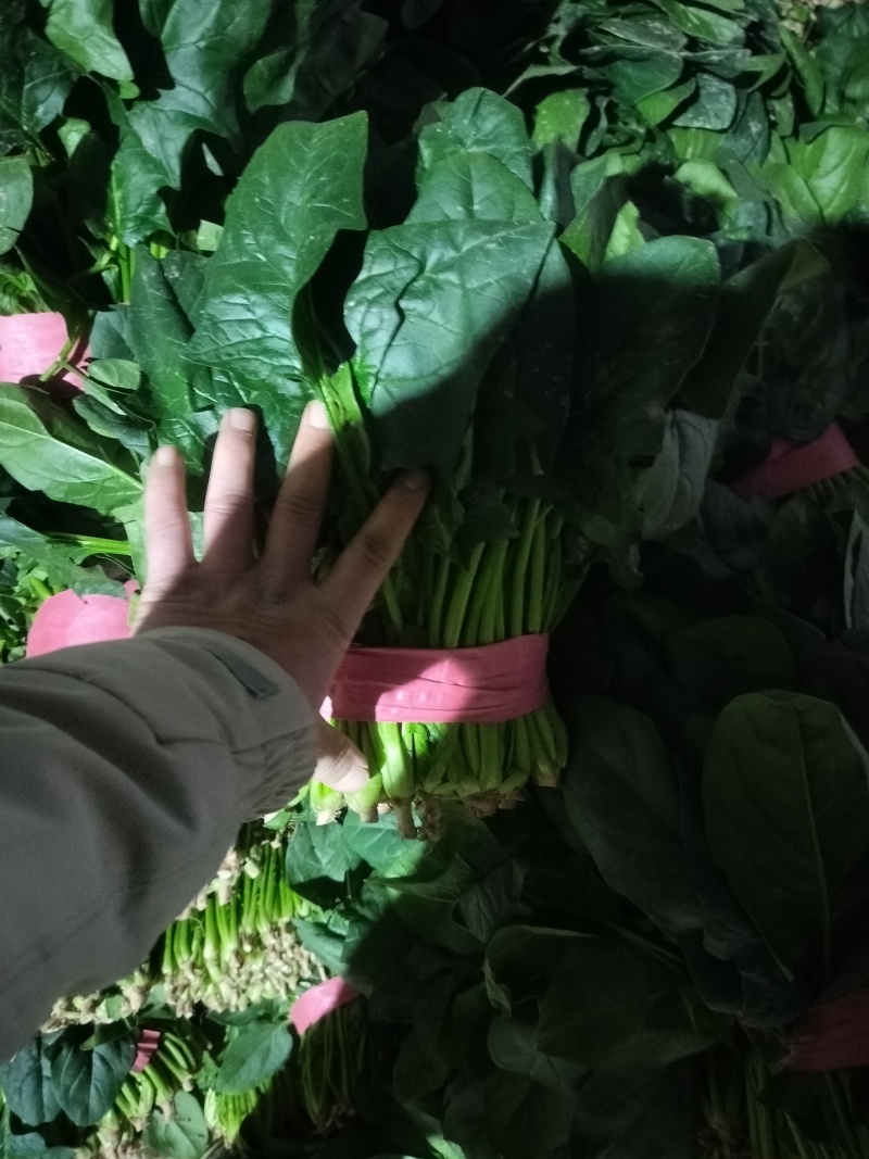 聊城蔬菜原产地精品菠菜大量供货中货源充足质量有保证