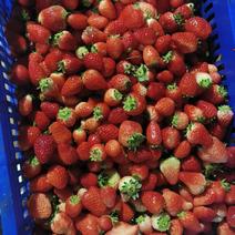闻集天仙醉草莓加工果大量有货有需要的