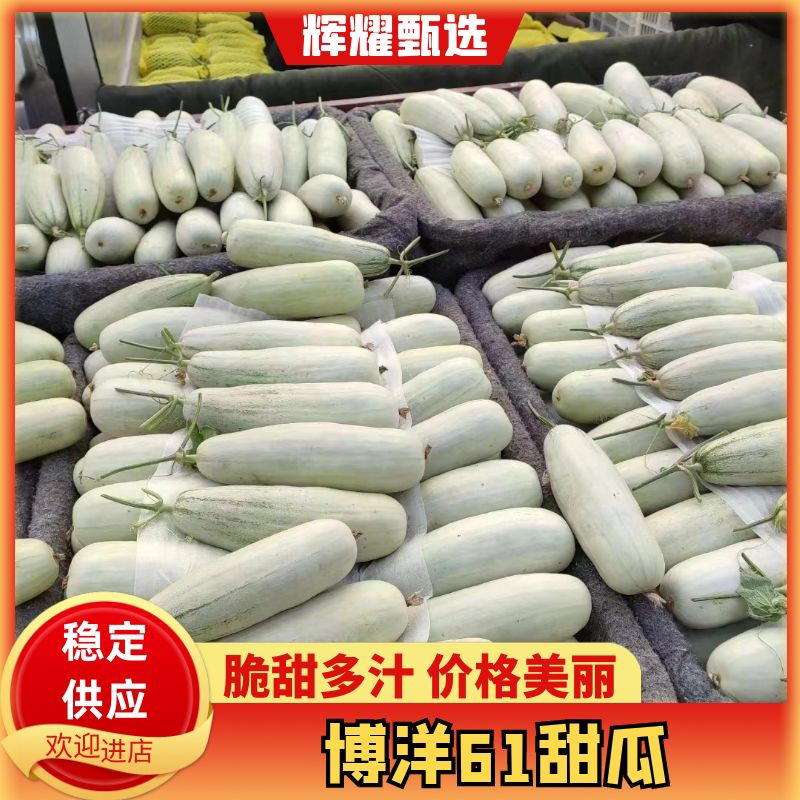 莘县博洋61甜瓜博洋甜瓜承接商超电商社团代收代发全国