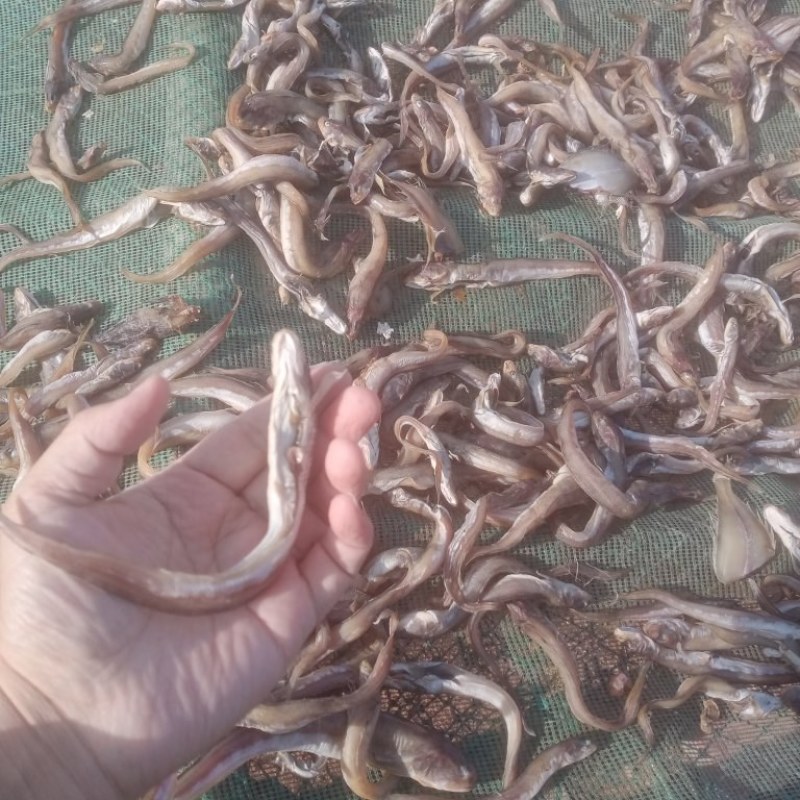 海粘鱼